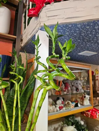 Bambù