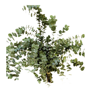 Paquete De Eucalipto Natural