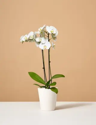 Orchidea Phalenopsis Bianca