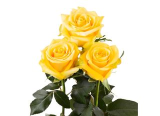 3 Рози, Жълти