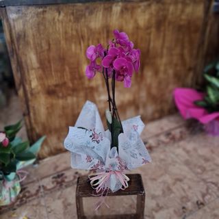 Orquídea Rosa/Malva "Los Corazones"