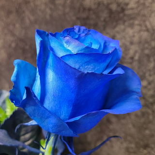 1 niebieska róża EKWADOR PREMIUM