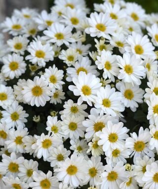 Margherite bianche