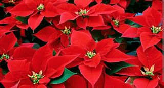 stella di natale grande 