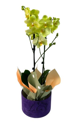 Orhidee Phalenopsis în cutie