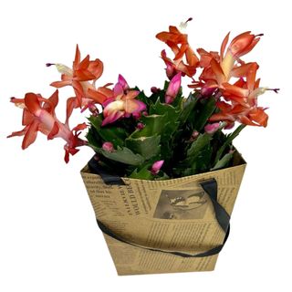 Planta Scrunbergera in sacosica