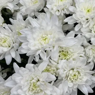 Crizantema Alba