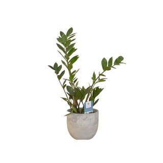 Planta Zamioculca 30cm altura Aproximada