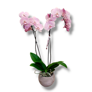 Pianta orchidee phalaenopsis rosa extra