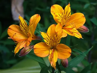 Alstromeria, un pezzo