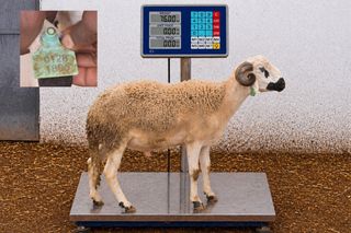 01281806 - 76 Kg