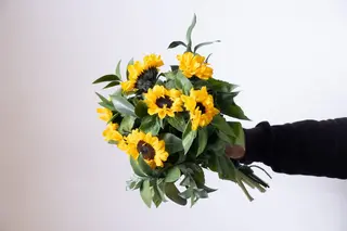 girasoli