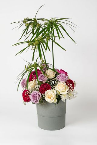 Roses Multiples