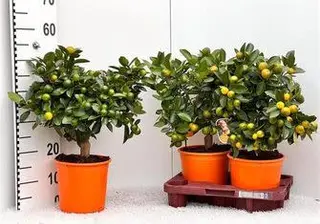 mandarini cinesi