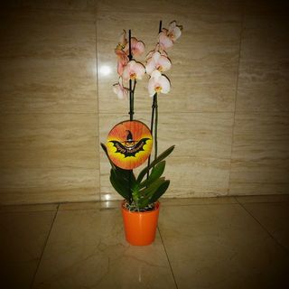Orquídea NARANJA