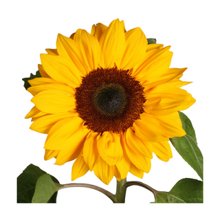 Girasol Flor Suelta (Nos son ramos/no bouquet)