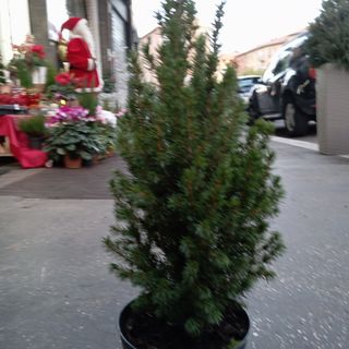 Middle christmas tree