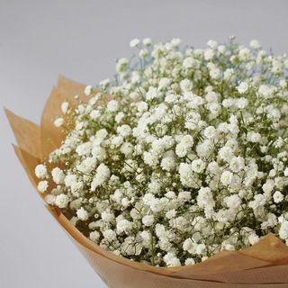 თეთრი გიფსოფილა (10 ტოტი)