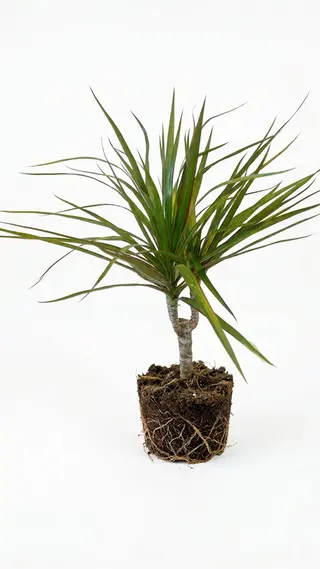 Plante Dragonnier de Madagascar Sans vase