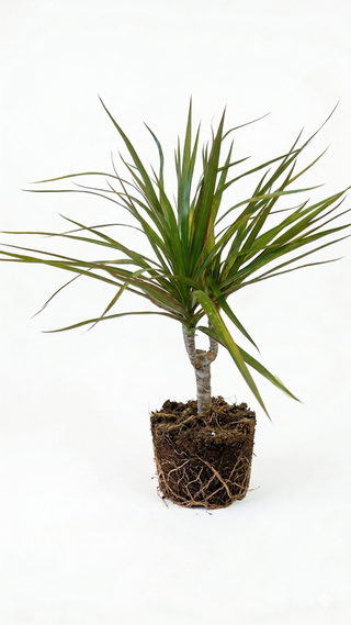 Plante Dragonnier de Madagascar Sans vase
