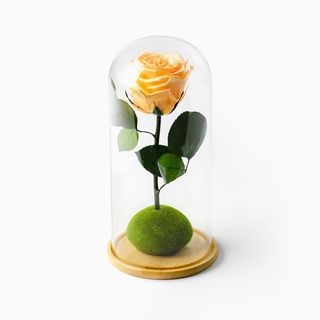 Rosa Pêssego Preservada em Campânula