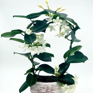 Iasomie de Madagascar 