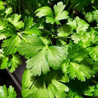 Prezzemolo in vaschetta 