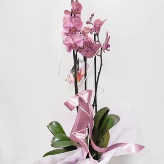 Różowy storczyk w dekoracyjnej ceramice