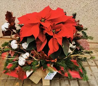 Poinsettia Nadala 