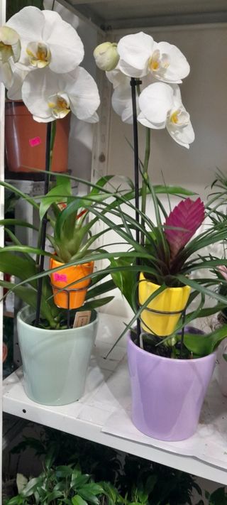 Aranžman sa keramikom