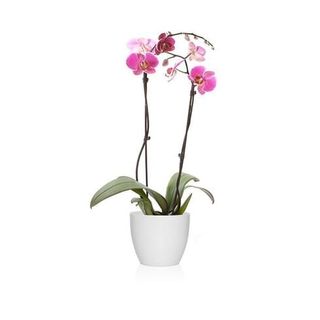 Phalaenopsis Rosa 2 Varas