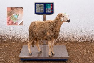 01281883 - 53 Kg