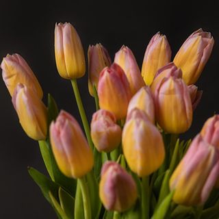 Edición Limitada Tulipanes Mashmallow