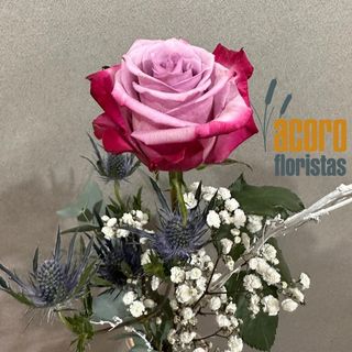 Rosa Rosa Unidad Decorada