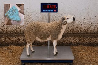 06349293 - 89 Kg
