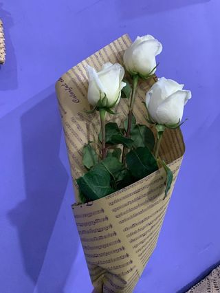 თეთრი ჰოლანდიური ვარდი, 3ც