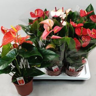 Anthurium Mix