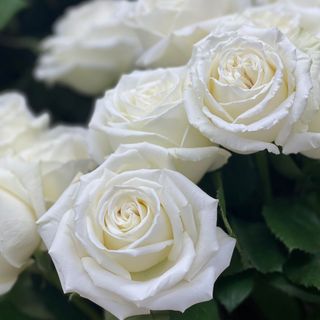 Trandafiri albi