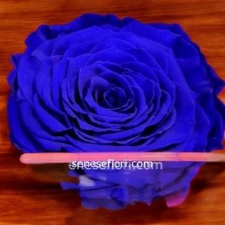 rosa stabilizzata blu' media