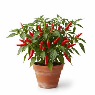  peperoncino piccante confei