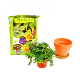 Kit De Ingrijire Mimoza (Mimosa Pudica)