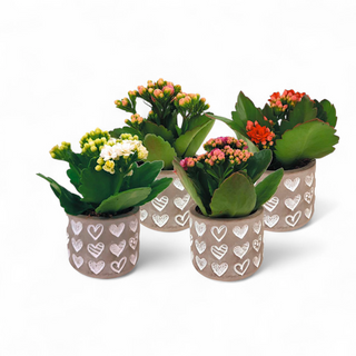 Kalanchoe double Rosalina