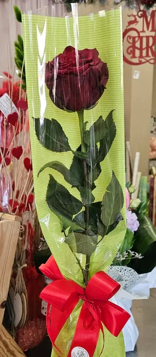 Rosa rossa gambo lungo in busta trasparente