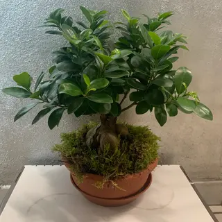 Bonsai Ficus Ginseng