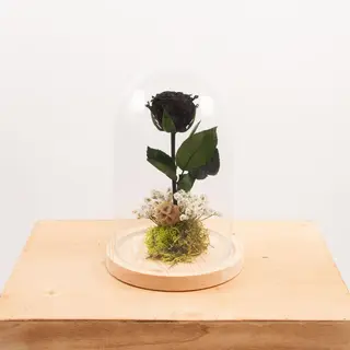 Cúpula Rosa "Bella Y Bestia" Negra