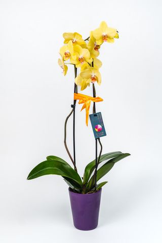 Phalenopsis - Orhidee (Culoare Galbena)