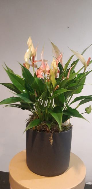 05 Anturium rosa nano con vaso in ceramica