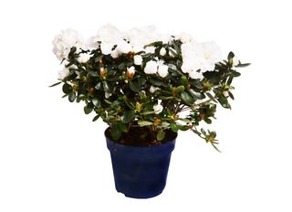 Азалия, Бяла, голяма