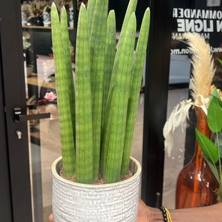Sansevieria avec pot