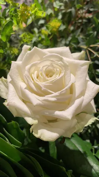 Rosa bianca 50 cm